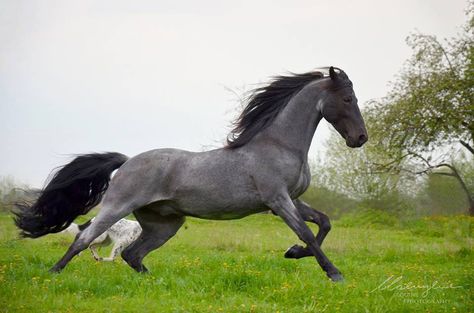 TWH Stallion, Cai Arabi, Tennessee Walker, Stallion Horse, Tennessee Walking Horse, Horse Running, Stallion Horses, Horse Pics, Horse Colors, Walking Horse