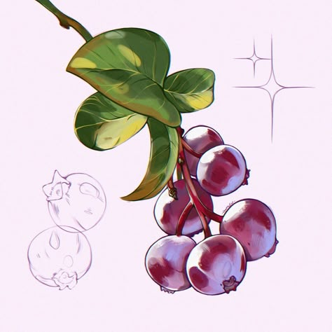 Berries 🤤 . . . #berries #fruit #nature #naturelovers #digital #digitalart #procreate #procreateart #fruitart #berries🍓 #drawing #summer #summertime Saskatoon Berry Illustration, Juniper Berry Illustration, Digital Art Fruit, Holly Berry Drawing, Blackberry Drawing, Berries Drawing, Fruit Illustration Art, Berries Aesthetic, June Berry