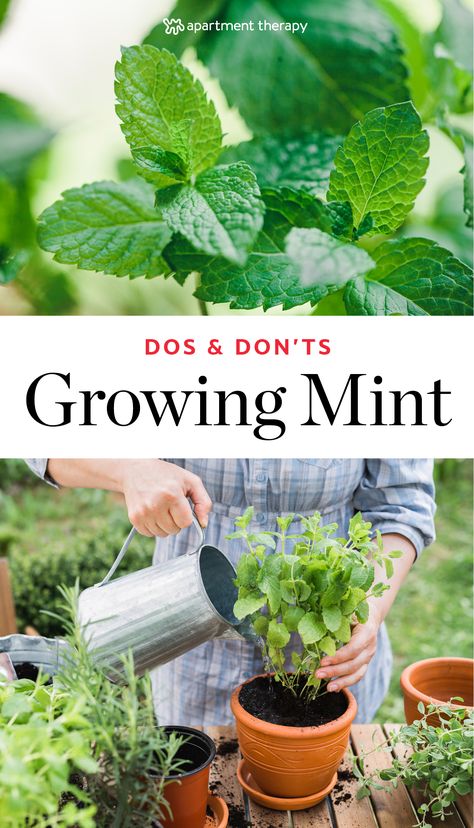 Mint is fragrant, fast-growing and a great addition to recipes. Here are the dos and don'ts for how to grow mint in your garden or container. Container Herbs, Mint Plant Care, Herbs Growing, Growing Mint, Funny Vine, Garden Pallet, Healing Remedies, Herb Gardens, Mint Plants