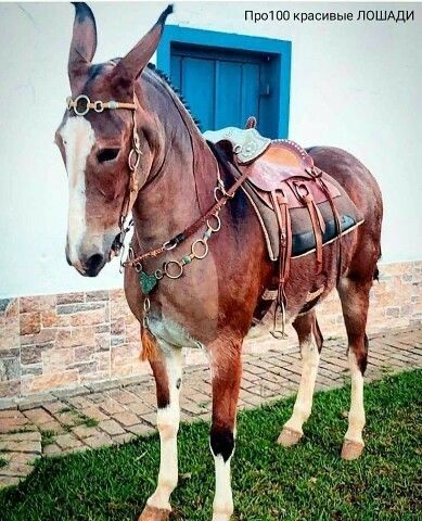 Mules Animal, Rasy Koni, All The Pretty Horses, Pretty Horses, Horse Pictures, Horse Breeds, Horse Love, The Grass, Horse Art