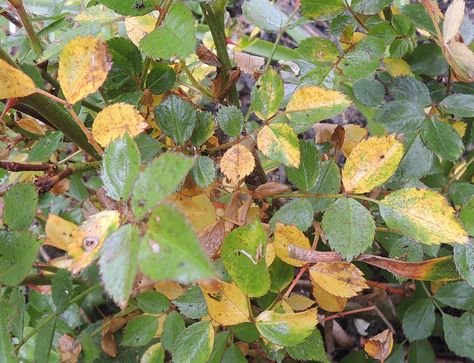 Yellow leaves on a rose bush can be a frustrating sight. When rose leaves turn yellow, it can ruin the overall effect of the rose bush. Here is this article you will find a few reasons why rose leaves turn yellow. Yellow Leaves On Roses, Roses Garden Care, Gardenia Bush, Rose Diseases, Black Spot On Roses, Pruning Plants, Rose Plant Care, Pruning Roses, Knockout Roses