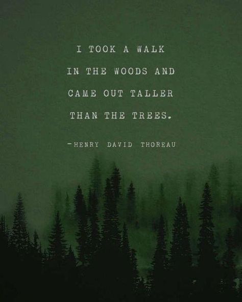 Citation Nature, Henry David Thoreau Quotes, Thoreau Quotes, Earth Quotes, Into The Woods Quotes, A Walk In The Woods, Forest Bathing, Quote Pins, Henry David Thoreau