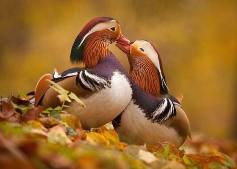 Mandarin Duck Duck Species, Duck Wallpaper, Mandarin Duck, Wood Ducks, Galaxy Phone Wallpaper, Landscape Features, Love Wallpaper, Love Birds, Beautiful Creatures