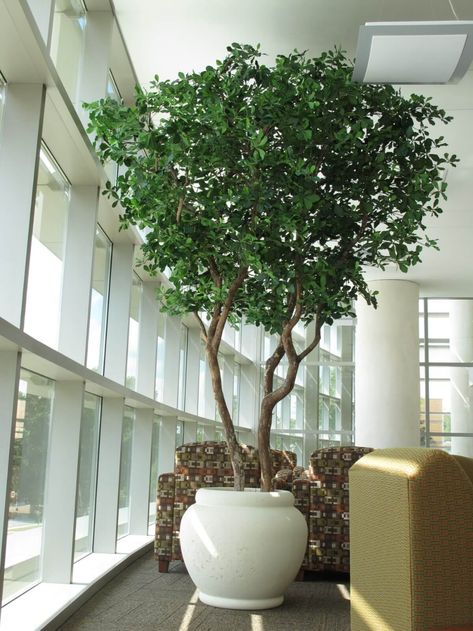 Schools & Libraries - International TreeScapes - Library Interior Design Indoor Tree Plants, Trees Indoors, Indoor Olive Tree, Black Olive Tree, Best Indoor Trees, Kennesaw Georgia, Potted Olive Tree, Growing Olive Trees, Indoor Tree