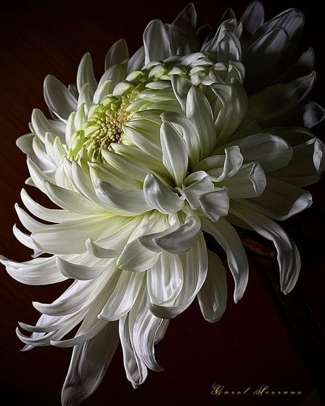 Sitting In The Dark, Lilium Flower, Dark Lighting, Macro Photography Flowers, Flower Board, Beautiful Shapes, Flora Flowers, Flower Close Up, Macro Flower