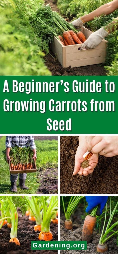 Carrots can be confounding, but once you sort out the few things that make growing carrots tricky, you'll be well on your way to a great harvest. Harvesting Carrots When To, Container Carrots How To Grow, Carrots Garden How To Grow, Carrots In Garden, Best Way To Plant Carrot Seeds, Planting Carrots In Fall, Growing Carrots In Buckets, How To Grow Carrots In A Pot, Best Way To Grow Carrots