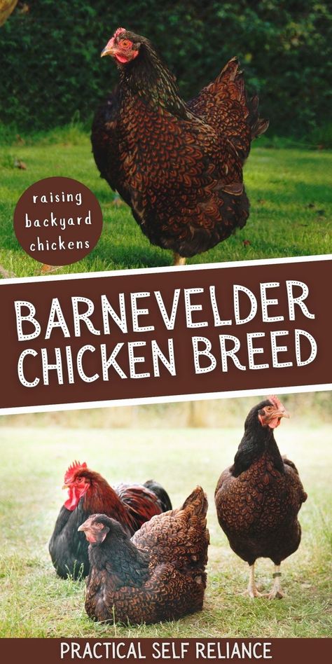 Barnevelder Chicken Breed Guide: Homestead Animals - If you are looking for a reliable and versatile chicken breed for your homestead, the Barnevelder chicken might be a great choice. Not only do they produce delicious brown eggs, but they are relatively easy to care for. While somewhat rare, this hardy and productive breed is worth considering for its rich colors, docile temperament, and egg-laying capabilities. It's one of the best chicken breeds for beginners! Barnevelder Chicken, Olive Egger Chicken, Chicken Breeds For Eggs, Best Chicken Breeds, Molting Chickens, Laying Chickens, Green Backyard, Raising Farm Animals, Types Of Chickens