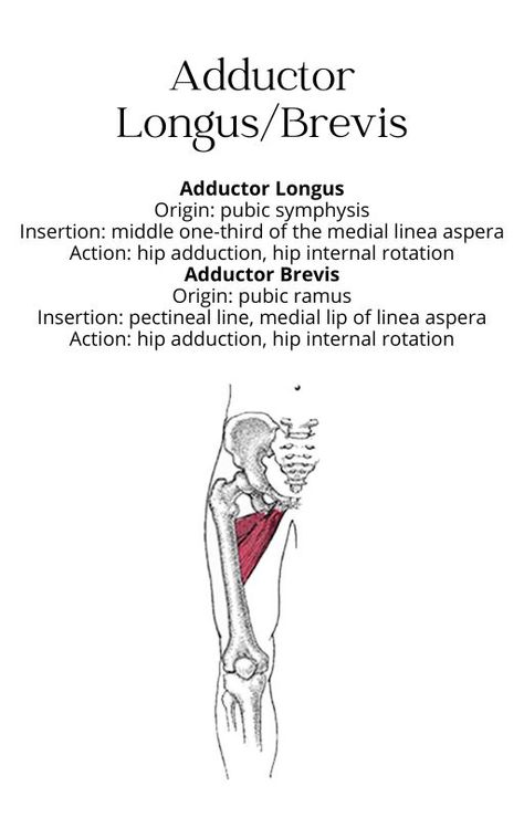 muscle anatomy bony structure studying adductor longus brevis chart origin insertion action innervation athletic training physical therapy nursing doctor healthcare health professions physiology school Muscle Chart Anatomy, Adductor Longus, Muscle Chart, Inside Human Body, Pt School, Physical Therapy Student, Basic Anatomy And Physiology, Nurse Study Notes, Anatomy Physiology