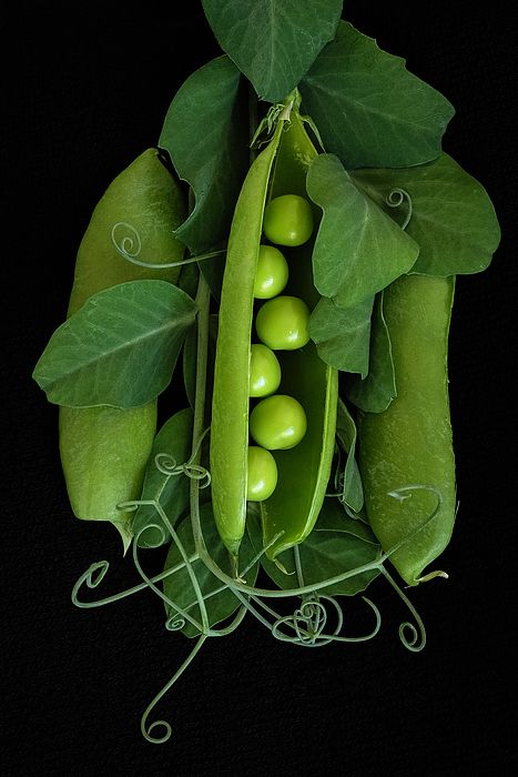 Vegetables Photography, Food Art Photography, Peas In A Pod, Fruit Photography, Pea Pods, Beautiful Fruits, Green Peas, Fruit Art, Fruit And Veg