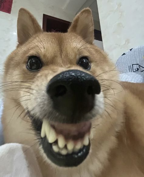 silly dog Silly Dog Photos, Crusty Dog, Silly Dog Pictures, Silly Aesthetic, Silly Animal Pictures, Shiba Inu Puppies, Meme Dog, Funny Dog Faces, Dog Meme