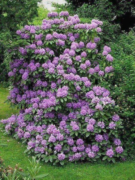 Rhodendron Bush, Purple Flower Bush, Rhododendron Purple, Rhododendron Bush, Bushy Plants, Flower Bush, Flowering Bushes, Gardens Ideas, Landscaping Retaining Walls