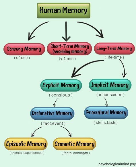 Types of memory Types Of Memory In Psychology, Psychology Memory, Memory Psychology, Psychology Lessons, Episodic Memory, Memory Exercises, Types Of Memory, Human Memory, Low Estrogen