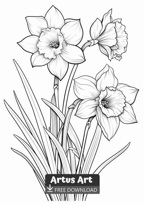 Daffodil in a Garden Coloring Page - Free PDF Download Coloring Page. #freedownload #daffodilinagardencoloringpage #daffodilinagarden #springflowercoloringpages Dafadills Flowers Drawing, Daffodil Stencil, Daffodil Outline, Daffodil Drawing, Daffodil Cards, Mix Drawing, Insect Coloring Pages, Daffodil Tattoo, Garden Coloring Pages