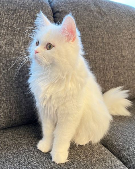 #cat #cutecat #whitecat #petlover Turkish Cats Angora, Turkish Angora Cat Aesthetic, Angora Cat White, Turkish Angora Kitten, Gato Angora, Turkish Cat, White Cat Breeds, Fluffy Cat Breeds, Yellow Kittens