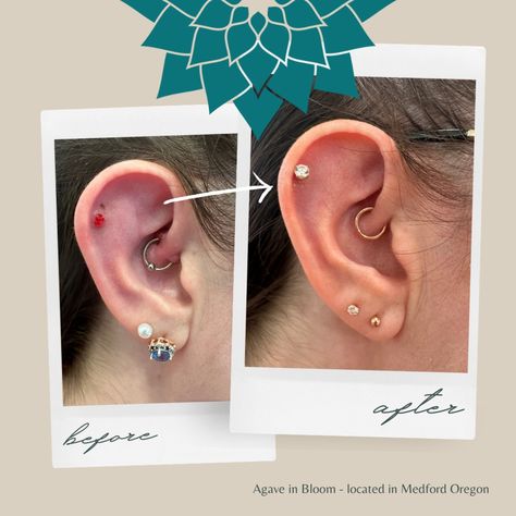 Jasper did a brilliant job helping this client find healing in her helix and daith piercings. While the process can take months, isn't that better than living with this kind of pressure and discomfort for months, too? We love to see it! Daith Piercings, Job Help, Daith Piercing, Helix, The Process, See It, Our Love, Piercings, Healing