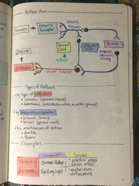 Reflex arc Reflex Arc Anatomy, Reflex Arc Notes, Reflex Arc Diagram, Surgeon Notes, Histology Drawings, Reflex Arc, Nursing School Supplies, Science Formulas, Nurse Teaching