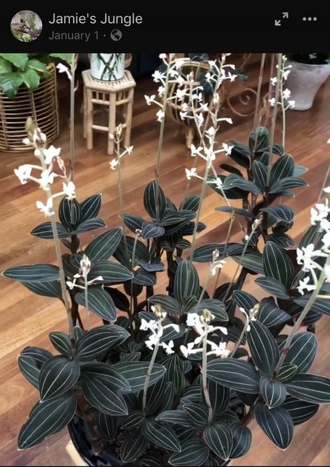 Ludisia Discolor (Jewel Orchid) Ludisia Discolor, Orchid Plant Care, Jewel Orchid, Indoor Plant Wall, Goth Garden, Plant Goals, Hanging Plant Wall, Orchid Plant, Inside Plants