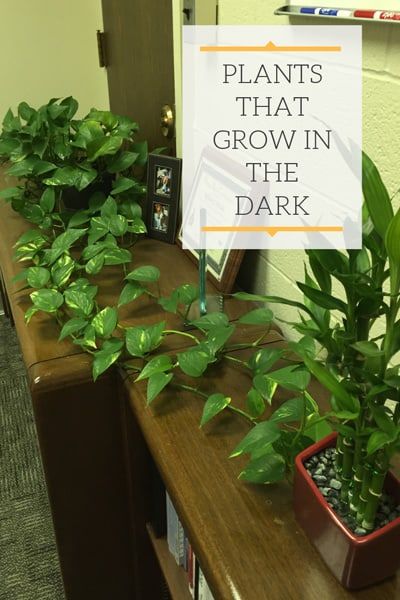 Dark Shower With Plants, Indoor Plants For Dark Spaces, Plants That Like Dark Rooms, Plants For Dark Spaces, Plants That Grow In The Dark, Plants For Dark Bathroom, Plant Arrangements Indoor Living Rooms, Dark House Plants, Dark Bathroom Plants