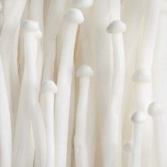 Mushrooms Enoki, Enoki Mushrooms, White Mushroom, Oyster Mushrooms, Slime Mould, White Mushrooms, Pastel Decor, Mushroom Fungi, Wild Mushrooms