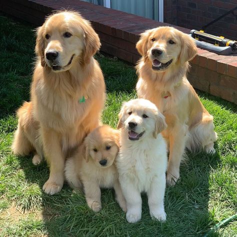 Golden Retriever Dog Breed Facts & Information | Rover.com Retriever Puppies, Retriever Puppy, Follow Us, Golden Retriever, Puppies, On Instagram, White, Instagram