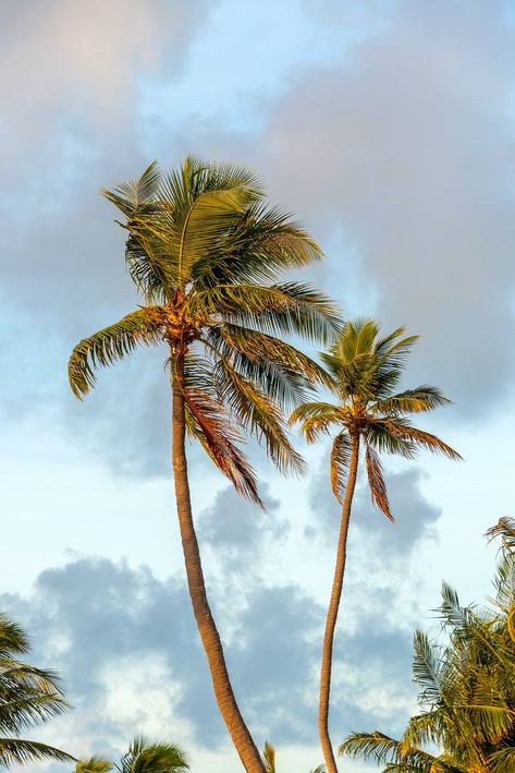 Original Art Photo/Color Photography, measuring: 81.28W x 121.92H x 0.25D cm, by: Mike Ring (United States). Styles: Photorealism, Fine Art. Subject: Tree. Keywords: Mike Ring, Breezy Palms 2, Pictures Of Coconut Trees, Coconut Trees, Palm Trees, Photos Of Coconut Trees, Islamorada Florida, Florida Keys Pictures. This Photo/Color Photography is one of a kind and once sold will no longer be available to purchase. Buy art at Saatchi Art. Coconut Tree Photography, Coastal Trees, Palm Trees Photography, Palm Tree Coconut, Palm Tree Aesthetic, Palm Photography, Trees Photos, Palm Tree Photo, Florida Palm Trees