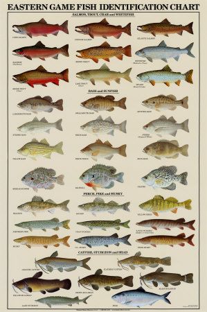 Eastern Gamefish Identification Chart Vintage Fish Poster, Fish Posters, Lake Sturgeon, Salmon Species, Fish Chart, Lake Fish, Fish Poster, Western Games, Channel Catfish