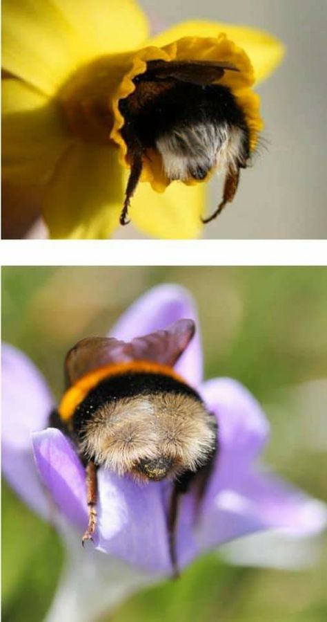 Honey Bee Butts, Bumble Bee Butts, Bee Aethstetic, Bee Farm Aesthetic, Bee Pictures Image, Aesthetic Bee, Fluffy Bee, Bee Butts, Bees Cute