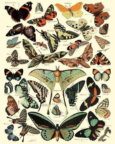 Types Of Butterflies, Butterflies, Art