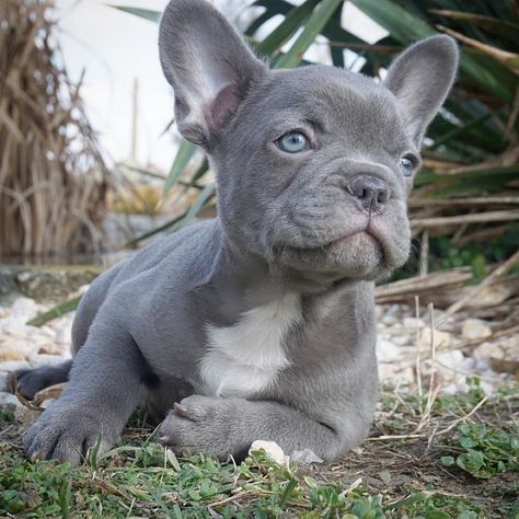 French Bulldog Puppies For Sale | New York, NY Lilac French Bulldog, Blue French Bulldog, Mini French Bulldogs, Blue French Bulldog Puppies, Baby French Bulldog, French Bulldog Breed, Bichon Dog, Goldendoodle Puppy For Sale, Bulldog Breeds