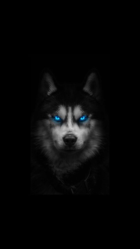 # #wolf wallpaper # #background #wallpaper #images #Photos #Pictures #Illustrations #Vectors #Collections Husky Wallpaper Iphone, Wolf Wallpaper Dark, Trending Wallpapers Iphone, Whatsapp Wallpaper Backgrounds, Wolf Wallpaper Iphone, Husky Wallpaper, Wallpaper Wolf, Wolf With Blue Eyes, Wolf Background