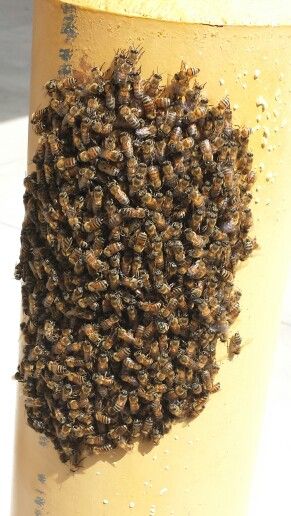 Honey Bee Swarm on a pole. http://www.abolishwildlife.com Honey Bee Swarm, Bee Removal, Bee Swarm, Wasp, Honey Bee, How To Dry Basil, Basil, Honey, Bee