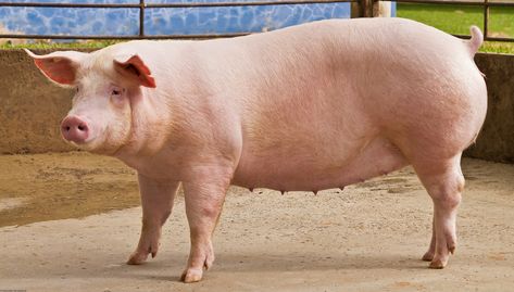 How Much Meat Can One Pig Produce? Hampshire Pig, Pastured Pigs, Berkshire Pigs, Pig Meat, Pig Breeds, Pig Png, Pigs Eating, Country Style Ribs, Wild Pig