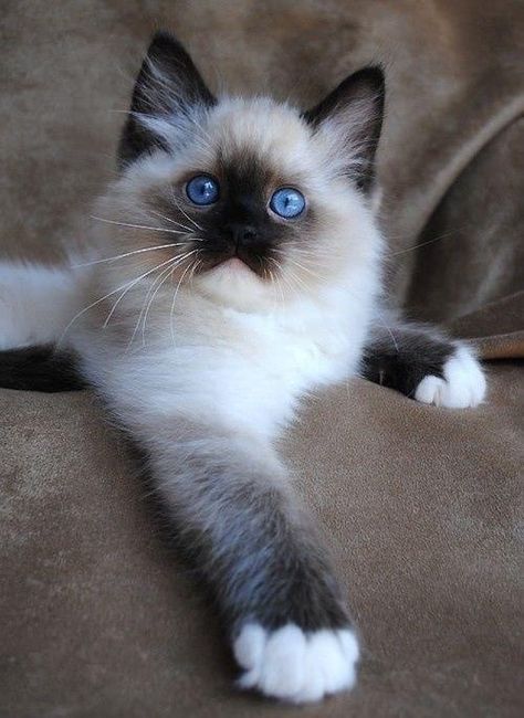 Best Cat Breeds, All Cat Breeds, Ragdoll Kittens For Sale, Ragdoll Kittens, Cat With Blue Eyes, Siamese Kittens, Ragdoll Kitten, Kitten Pictures, Cat Facts