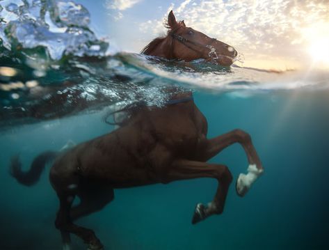 Hooves in the Water: Swimming Pigs and Diving Horses - The Atlantic Horse Water, Swimming Pigs, Foto Top, Nature Tour, Horse World, All The Pretty Horses, Horse Crazy, Clydesdale, Equine Photography