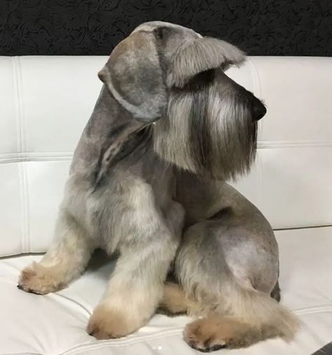 20 Best Schnauzer Haircuts for Dog Lovers - The Paws Schnauzer Haircuts, Cutest Haircuts, Miniature Schnauzer Haircut, Black Mini Schnauzer, Teacup Schnauzer, Schnauzer Cut, Toy Schnauzer, Schnauzer Breed, Schnauzer Grooming