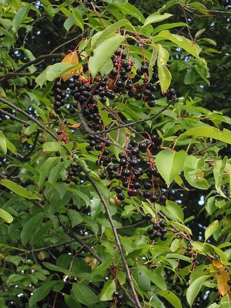 Wild Cherry Tree, A Native American Necessity - Eat The Planet Black Cherry Recipes, Prunus Serotina, Black Cherry Tree, Cherry Leaf, Native American Food, Cherry Bark, Medicine Chest, Wild Cherry, Wild Edibles