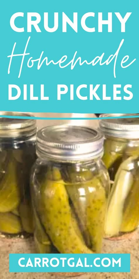 Crunchy Homemade Dill Pickles from Carrotgal.com How To Can Crispy Dill Pickles, Disneyland Pickles Recipe, Crispy Pickles Canning, Crunchy Dill Pickles Canning Recipe, Open Kettle Pickles, Crunchy Dill Pickle Recipe Canning, Crispy Refrigerator Pickles, Claussen Pickle Recipe Copycat, How To Can Pickles