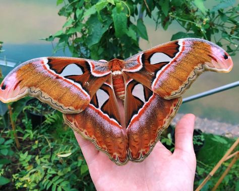 Stuart’s Butterflies on Instagram: “Stunning Philippine atlas moth!” Atlas Moth Tattoo, Moth Cosplay, Moth Pictures, Moth Fashion, Moth Sculpture, Fluffy Moths, Cool Moths, Flower Bfb, Insect Reference