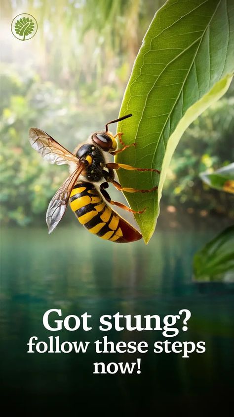 Effective Wasp Sting Remedy: Quick Relief Tips and Treatments Wasp Stings Relief, Wasp Sting Remedy, Hornet Sting, Swelling Remedies, Wasp Sting, Sting Relief, Wasp Stings, Calamine Lotion, Hydrocortisone Cream