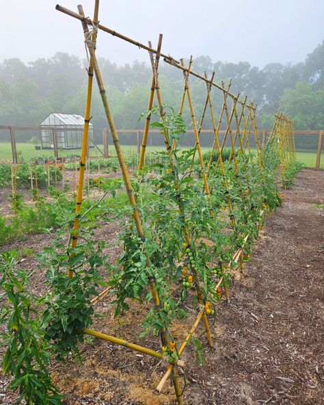 Planting Tomatoes on a Bamboo Trellis 🍅 First, build your trellis! (Check out my post on how to do that.) Burying your tomato stems like… | Instagram Cheap Tomato Trellis, Tomato String Trellis, Tomato Frames Trellis Ideas, Chicken Wire Trellis, A Frame Tomato Trellis, Trellis For Cucumbers, Tomato Plant Trellis, Rebar Trellis, Diy Tomato Trellis