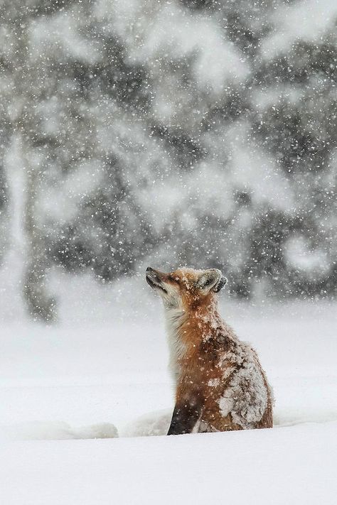 Winter Animals, Winter Magic, Winter Pictures, Red Fox, Wild Hearts, Nature Animals, Winter Scenes, 귀여운 동물, Animals Friends