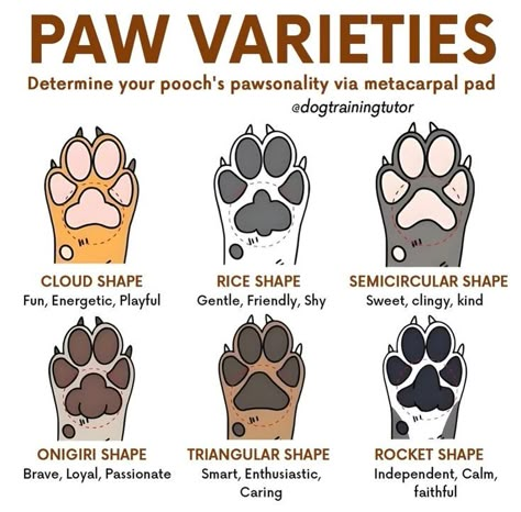 Dog Paw Pads, Dog Remedies, Dog Wellness, Painting Concrete Porch, Dog Brain, Concrete Porch, Dog Facts, Dog Care Tips, Painting Concrete