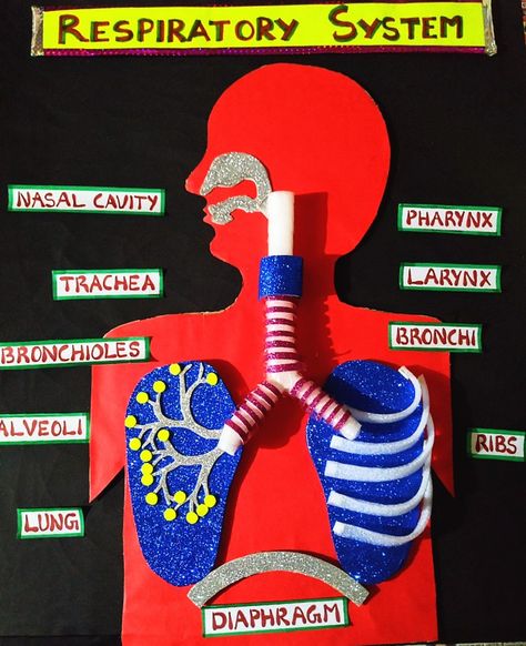 Respiratory System School Project, Anatomy Science Projects, 3d Nervous System Project, Respitory System Model, Respiratory System Projects Poster, Human Respiratory System Model, Biology School Projects, Science Projects For Kids School Poster, Lung Model Projects