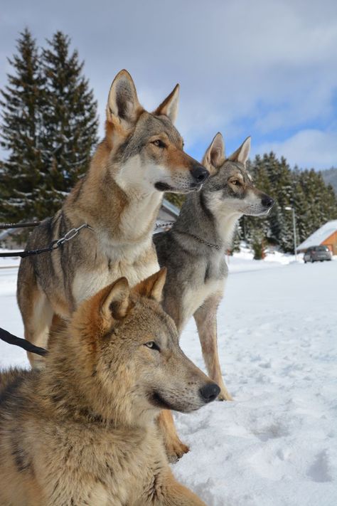 Czech Wolfdog, Saarloos Wolfdog, Wolfdog Hybrid, Czechoslovakian Wolfdog, Wolf Dogs, Native American Wolf, Wolf Hybrid, Purebred Dogs, Wild Dogs