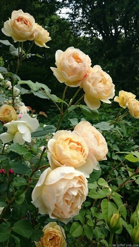 Jude The Obscure Rose, Different Roses, Roses Garden Care, Nature Wallpaper Iphone, Jude The Obscure, Fragrant Roses, Roses Peonies, Rose Varieties, Areas Verdes