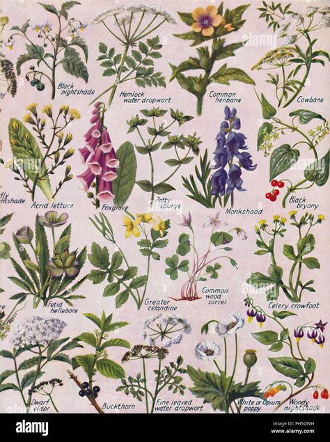 Download this stock image: 'Poisonous Plants Found in the British Isles', 1935. Artist: Unknown. - PH5GWH from Alamy's library of millions of high resolution stock photos, illustrations and vectors. Poisonous Flower Bouquet, Poisonous Flowers Illustration, Poisonous Flowers Tattoo Sleeve, Poisonous Flowers For Humans, Poisonous Flowers Drawing, Poisonous Plants Illustration, Poisonous Plants Tattoo, Poisonous Flower Tattoo, Poisonous Flowers Aesthetic