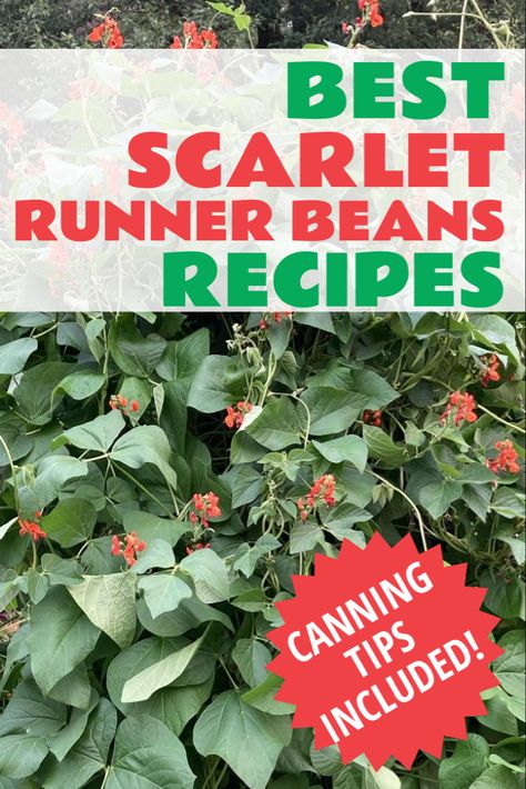 A scarlet runner bean plant Scarlett Runner Beans, Runner Bean Recipes, Scarlet Runner Beans Recipe, Runner Beans Recipes, Beans In A Crockpot, Beans And Rice Recipes, Indian Beans Recipe, Economical Meals, Red Beans Recipe