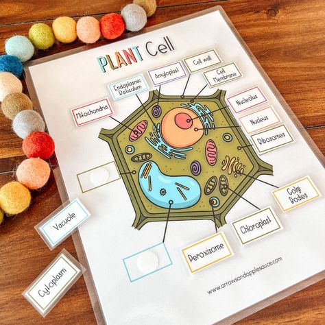 Science – Page 2 – Arrows And Applesauce Plant Cell Activity, Plant Cells Project Ideas, Animal Cell Activity, Plant Cell Drawing, Animal Cell Drawing, Animal Cell Anatomy, Cell Anatomy, Plant Cell Project, Animal Cell Project