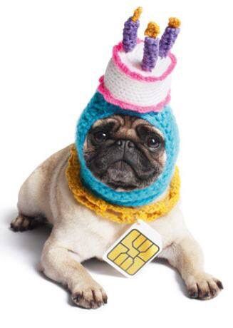 Happy Birthday Birthday Pug, Cake Hat, Chihuahua Terrier Mix, Dog Birthday Hat, Pug Photos, Chihuahua Terrier, Crochet Cat Hat, Pug Pictures, Crochet Humor