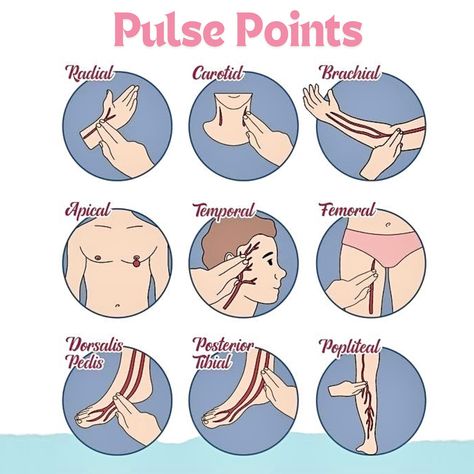 🧠Pulse Points refer to specific locations on the body where an artery runs close to the surface, allowing the pulse to be felt. These points are crucial in clinical practice for assessing heart rate, rhythm, and circulation: 1️⃣ Radial Pulse: Located on the wrist, just below the thumb. It is the most commonly used site for checking the pulse. 2️⃣ Carotid Pulse: Found on either side of the neck, alongside the trachea. It’s often used in emergencies because it is easily accessible and provi... Exam Encouragement, Heart Circulation, Future Doctor, Pulse Points, Men's Health Fitness, Cardiology, Heart Rate, Medical Supplies, Cardio